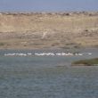 Flamingo&acute;s in een lagune van natuurgebied Las Entinas