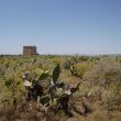 Cactusveld en Torre de San Jos&eacute;, Tabarca