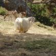 Mirina, Limnos. Ree&euml;n en een angora-geit (?) onder de Venetiaans kasteelru&iuml;nes