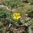 Rond de ru&iuml;nes van de Genuese burcht groeit Gele Hoornpapaver (Glaucium flavum)
