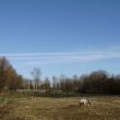 Buiten het dorp staan twee pony&acute;s te kleumen. Ze stonden er vier jaar terug al