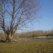 Natuurgebied Struikwaard