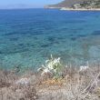 Knidos. Pancratium Maritinum, ofwel zeenarcis. Links in de verte ligt K&oacute;s