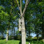 De ge&euml;nte boom aan de stadswal in Willemstad is een jaartje ouder.
