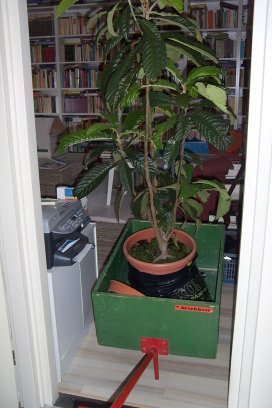 Op een karretje rijden we de kathedraalboom uit mijn studeerkamer. Hij verhuist naar onze vrienden Herman en Marian