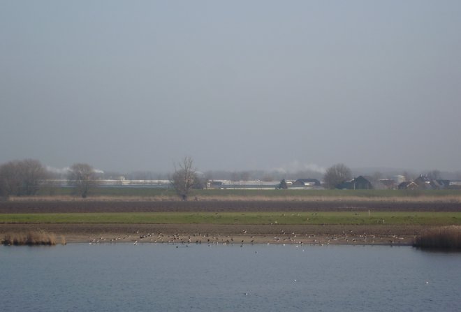 Andel. Groepen overwinterende ganzen aan de oever tegenover ons appartement