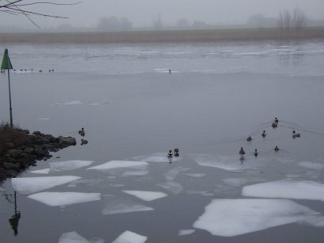 Op de Maas dooit het ijs weg. De watervogels krijgen de rivier weer terug