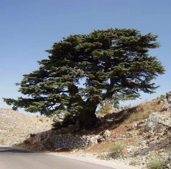 Een ceder, hoog in het Chouf-gebergte