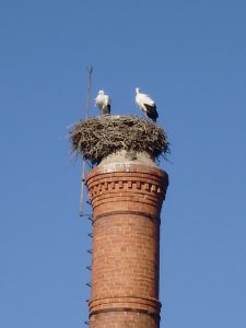 Ooievaars op een oude fabrieksschoorsteen vlakbij de haven
