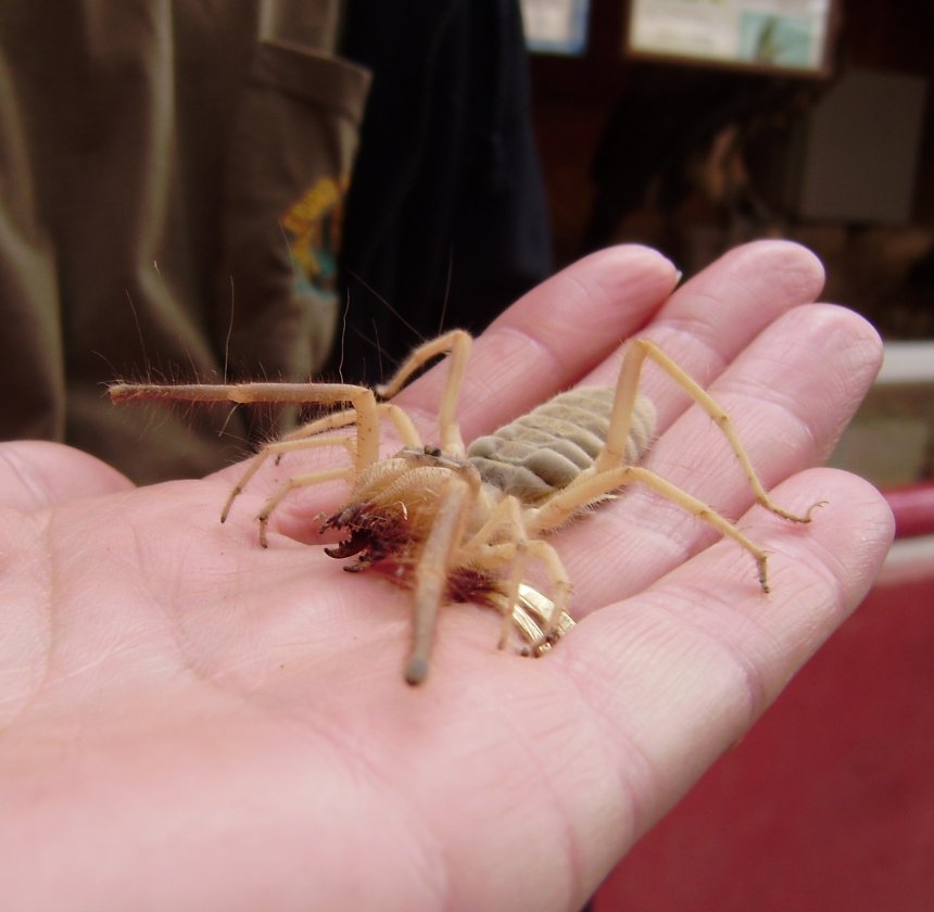 Een echte kameelspin kruipt in Mitzpe-Ramon op de hand van Ans, Hij leeft echt. Let op die kaken! Zo´n spin heeft wel eens een hond doodgebeten. De beide uitsteeksels op de kop zijn bewegingssensoren