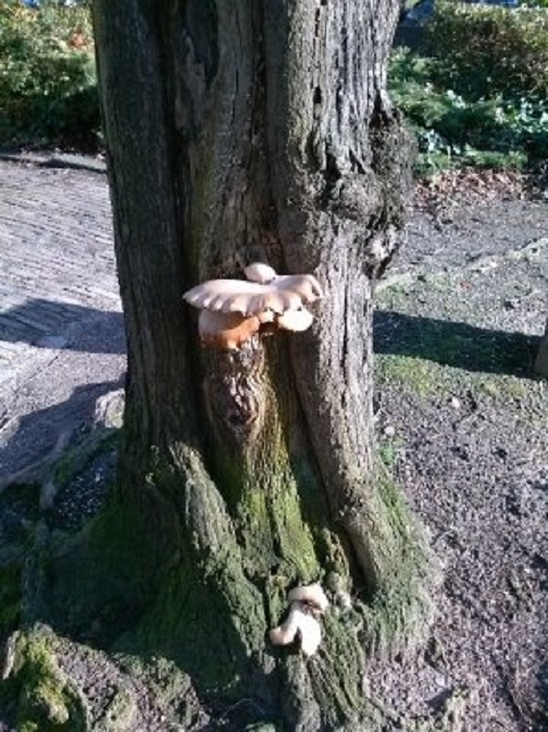 Perenniporia fraxinea, essenzwam? (Kalkhaven)