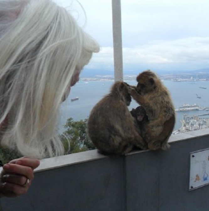 Ans met een vlooiend gezin Berberaapjes op de Rots van Gibraltar