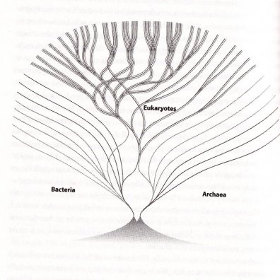 Afbeelding uit: 'The Vital Question', Nick Lane (Profile Books, 2015/16)