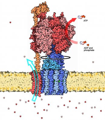Het molecuul ATP synthase in de wand van een mitochondrion van een cel.