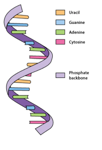 Fragment van RNA met de nucleotidenbasen.