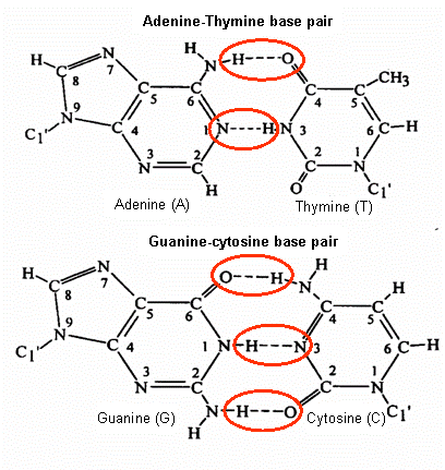 De nucleobaseparen Adenine-Thymine (2 waterstofbruggen) en Guanine-Cytosine (3 waterstofbruggen).
