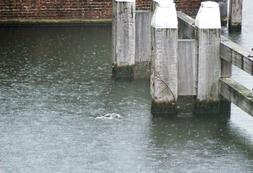 Dood drijft de reiger, die hier al jaren woont, in de haven.