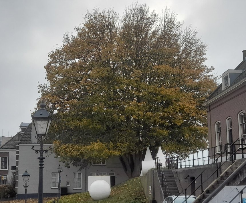 De grote es tegenover ons begint ook te verkleuren.