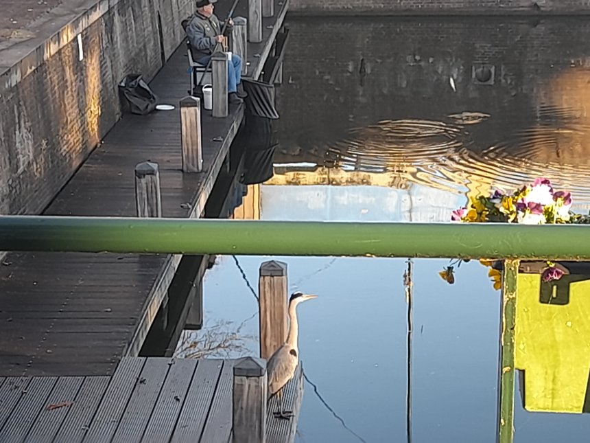 Een waakzame reiger vanmorgen onder ons raam. Hij heeft verdraaid goed door dat de visser beet heeft.