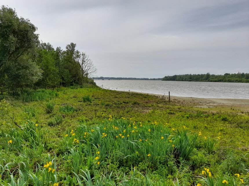 Gisteren op het Hellegatsplaten, vanuit de vogelhut Kluut.