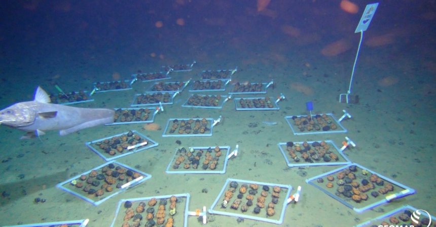 Een van de onderzoeksopstellingen op de bodem van de Stille Oceaan (foto: EOS Wetenschap)
