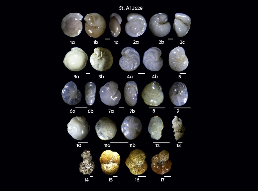 Uit de chemische samenstelling van de schelpen van benthische foraminiferen kan men veranderingen in de hoogte van zeespiegels en daglengtes afleiden over 3,6 miljoen jaar (Credit: ETH Zurich)