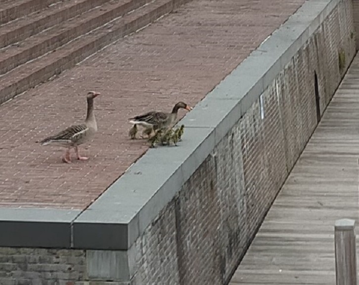 Gorinchem (26.092)