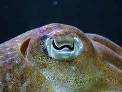 Een buitenaardse levensvorm? En nog intelligent ook?